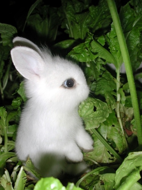 world's cutest bunny