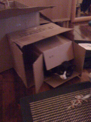 Amazingly enough, it&#8217;s a cat in a box IN A BOX!