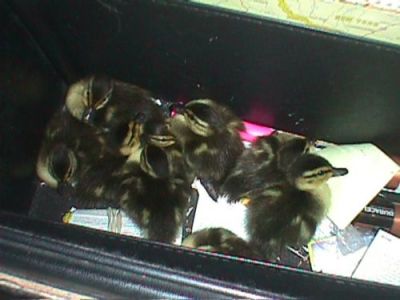 briefcase full of money. My riefcase full of goslings