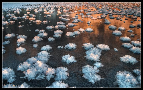 images of flowers that start with s. “Ice flowers are formed on