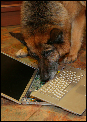 OH HELL YEAH THIS FUCKING DOG IS SNIFFING THAT BROKEN COMPUTER SHIIIIIT