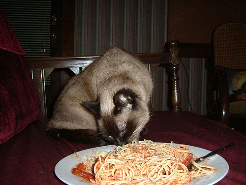 felino con spaghetti