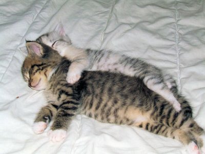 kitties in love. Kitty love… adorable!