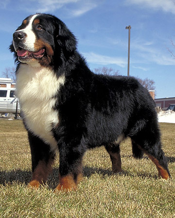 dogs breed pics. Mountain Dog Breed?