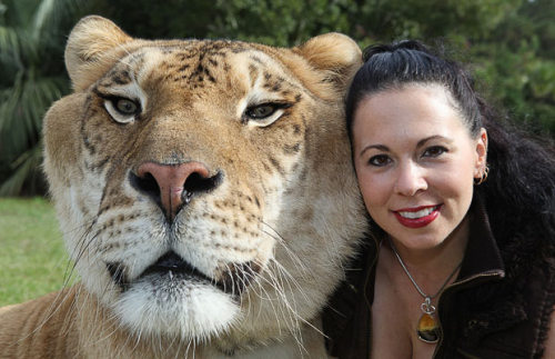 Hercules the liger poses with Ragani Ferrante from TIGERS (The Institute of Greatly Endangered and Rare Species) in Myrtle Beach, South Carolina. A liger is a hybrid cross between a male lion and a tigress. Picture: BARRY BLAND / BARCROFT MEDIA. via telegraph uk