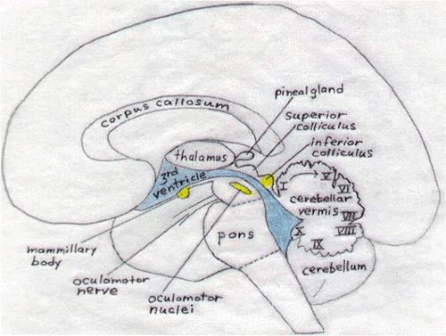 human brain diagram. A diagram of the human brain