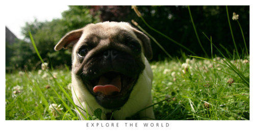 Cute Pics Of Pugs. cute bb pug fuckyeahdogs: