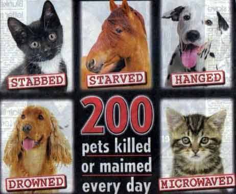 animal cruelty 