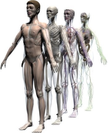 human body anatomy. of the human body