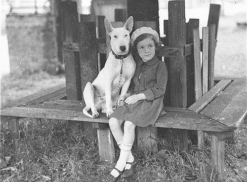 Margaret Shaffhauser with bull terrier dog at the Canine Association Show, 3 Nov 1934 / by Ted Hood (by State Library of New South Wales collection)