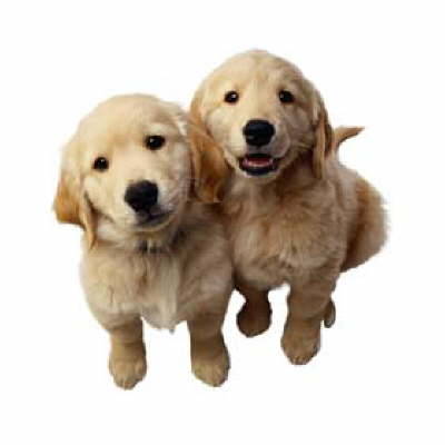 golden retriever puppies pictures. Golden Retriever puppy puppies
