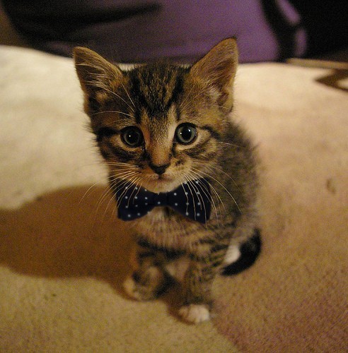 annismildelupin:

imgfave:

 tumblr_kxkkydbxgF1qaavsxo1_500.jpg

Cats should only exist in pictures.

THIS CAT IS WEARING A BOW TIE.