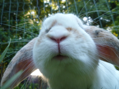 kisses for you. Bunny kisses for you!