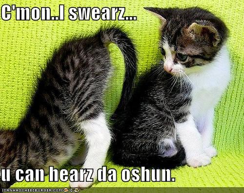 Cute Funny Cats And Kittens. Tags: ocean cute funny kitten
