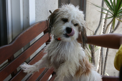 Shih+tzu+maltese+puppy