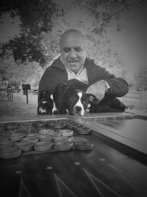 These two puppies are among many ready to be adopted. Bark n&#8217; Bitches houses these adoptable dogs and helps place them in great homes. Fostered these sweet girls for the weekend. They loved their long hike and meeting new friends, including this man who was playing Backgammon in the park.  http://www.barknbitches.com/home.html