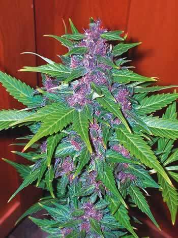 Purple+trainwreck+weed