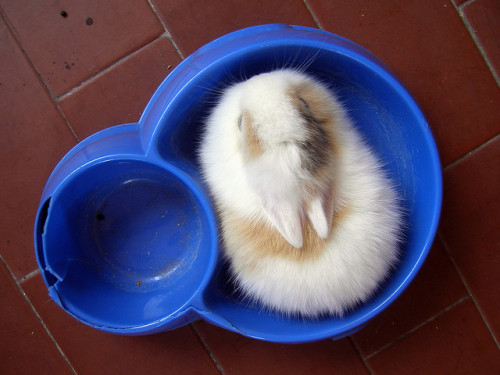 bunnyfood:  (via theanimalblog:Antonio Galati)