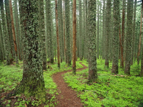 treeporn:

Nesmith Point Hike
