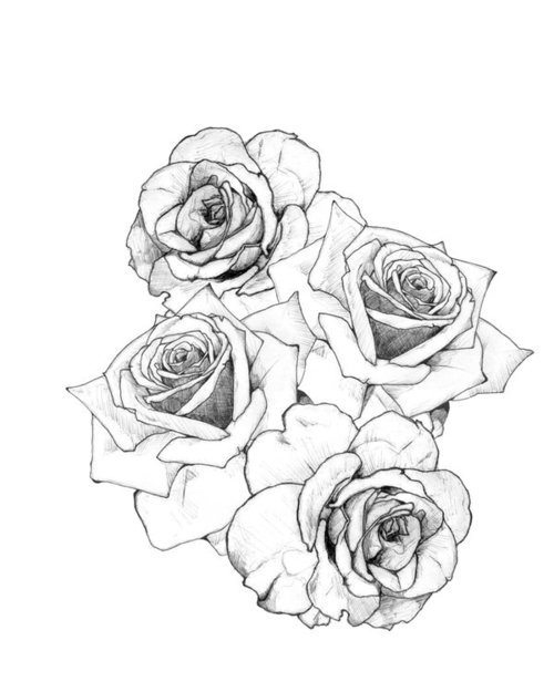 rose drawings in pencil. white rose drawing. black