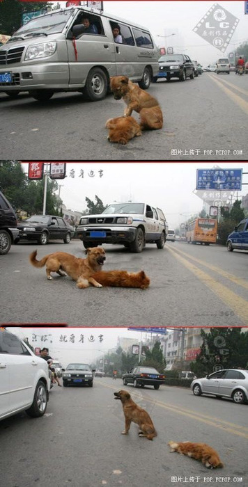 
A dog in the middle of a street, tries to awaken his dead friend, who had been hit by a car. The dog would bark and growl at anyone trying to get close , and he would not leave his friend.Some animals are more compassionate and loyal than human.
this honestly just breaks my heart :( </3
