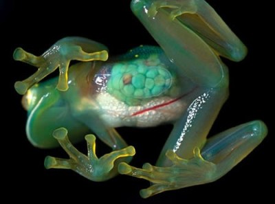 There is tropical “glass” tree frog and you can see the organs inside Mind = Blown… - follow YourMindBlown