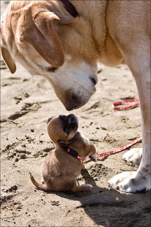 scienceofkissing:

Nose to nose.
