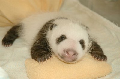 osito panda en incubadora