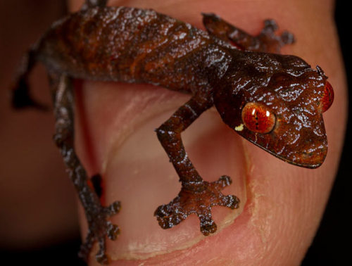 satanic leaf tailed gecko. SATANIC LEAF TAILED GECKO