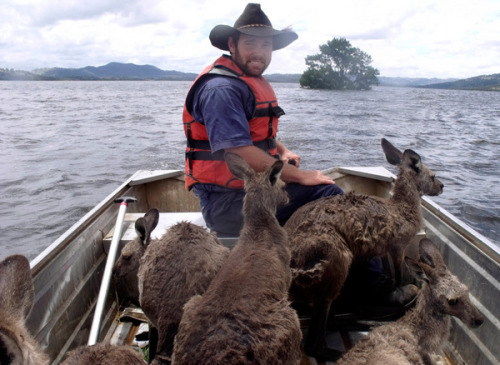  A man saving a boat full of Kangaroo’s from the floods in Queensland, Australia.