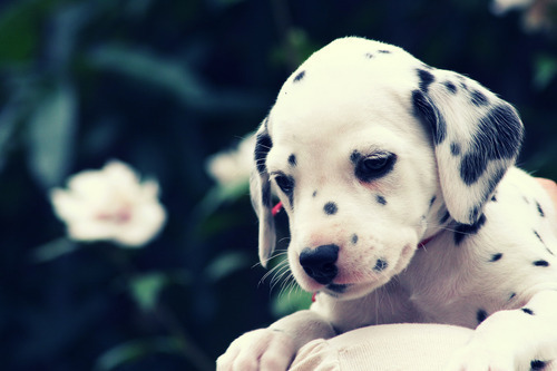 fforyouiwill:

Só quem tem cães pode entender o amor incondicional que eles oferecem e a dor imensa quando eles se vão. — Marley &amp; Eu.
