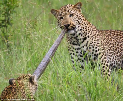 Unlucky python ends in tug-of-war 2 leopards | Mail Online