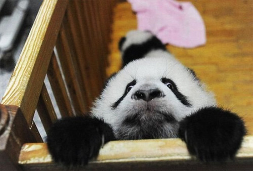 Baby Pandas Escaping  This Blog Rules | Why go elsewhere?