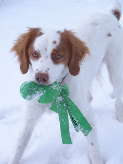 Cute Brittany dog playing with the snow