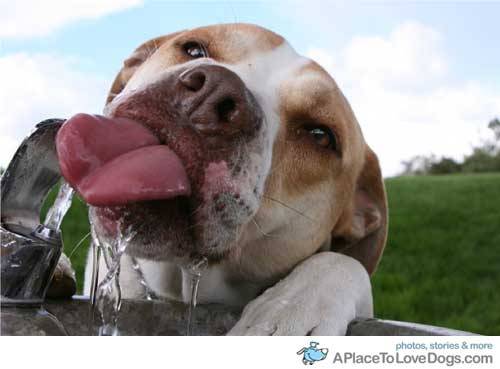 aplacetolovedogs:


Heather Avis
Drinking after a hard day at the park
Original Article
