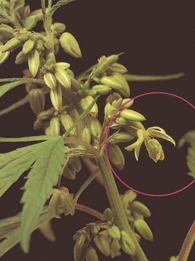 pictures of weed plants. Female Cannabis plants: Female