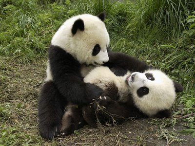 tagged as pandas cute baby animals bears animals cubs
