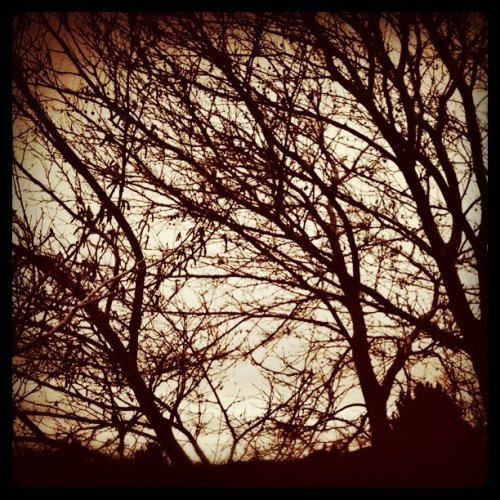 Anxious for spring (Taken with instagram)