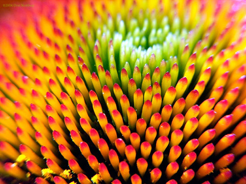 flower patterns tumblr. Some Flower Power - patterns,