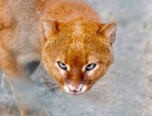 Jaguarundi Curl. patera jaguarundis profile
