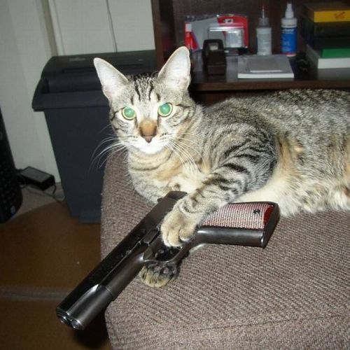 kittens with guns. Tagged: Cats, Guns, Kitties,