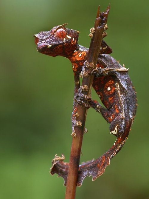 satanic leaf tailed gecko. Satanic Leaf-tailed Gecko