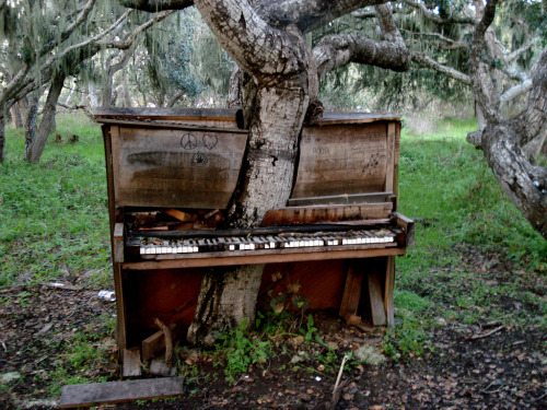 sunsurfer:

Piano Tree, Monterey, California
photo by glowininja

I FOLLOW THIS GUY CUZ HE POST&#8217;S THE MOST BEAUTIFUL PICTURES. HOW DID THIS PIANO TREE HAPPEN?! APART FROM THAT PEACE SIGN IT&#8217;S SO AWESOME.