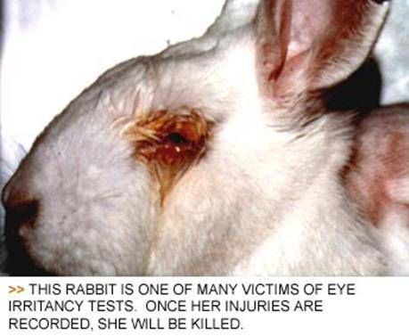 animal testing pictures. L#39;Oreal#39;s animal testing
