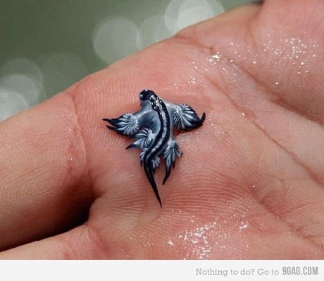 blue sea slug. googling it: Blue Sea Slug