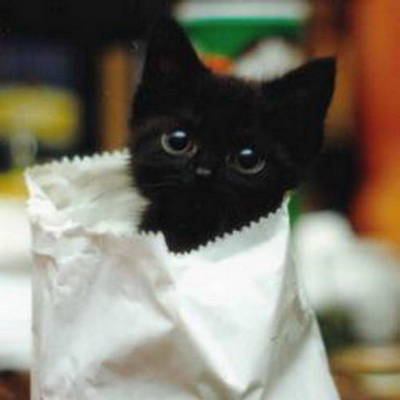 Cute little black kitty!!! Aww!
Submitted by iamachocolover