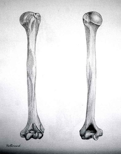 humerus bone anatomy. grandanatomy: Humerus - 2