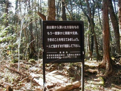 aokigahara forest japan. forest Infamous throughout japan oct Thats really cool night Aokigahara+