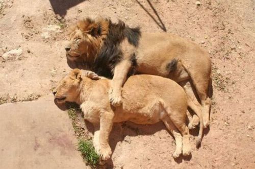 SPOONING LIONS.
