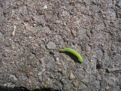 Little caterpillar :)